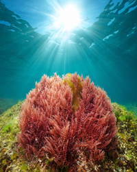 Algas rojas: se encuentran en aguas saladas y viven en aguas poco profundas o profundas. Son ricas en vitamina C, vitamina A, aminoácidos, proteínas y antioxidantes.